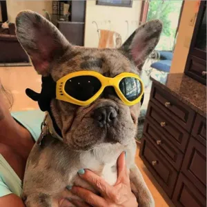 Stylish Sunglasses For Dogs - Protect Your Pup's Eyes in Style!