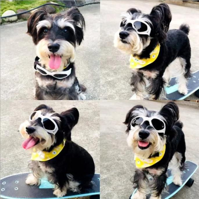 Stylish Sunglasses For Dogs - Protect Your Pup's Eyes in Style!